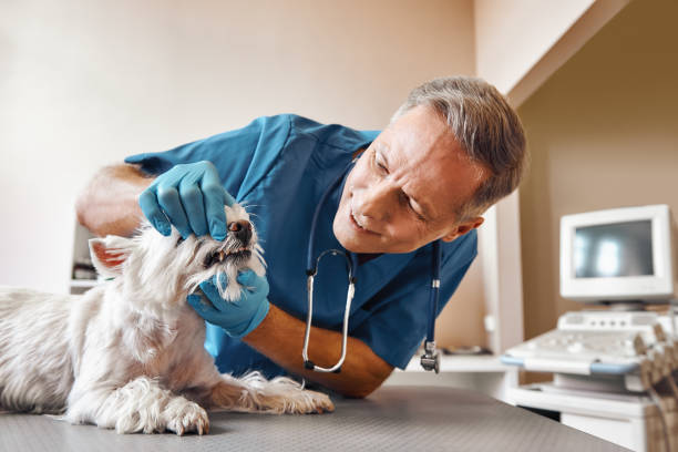 Best 24-Hour Emergency Dentist  in Dandridge, TN
